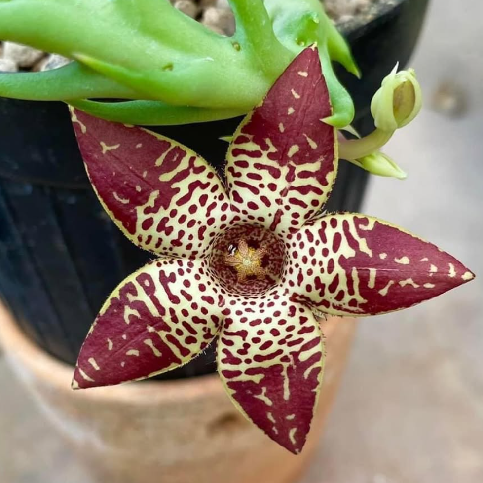 Orbea Longidens 6 Pieces Seeds