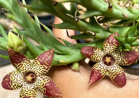 Orbea Longidens 6 Pieces Seeds