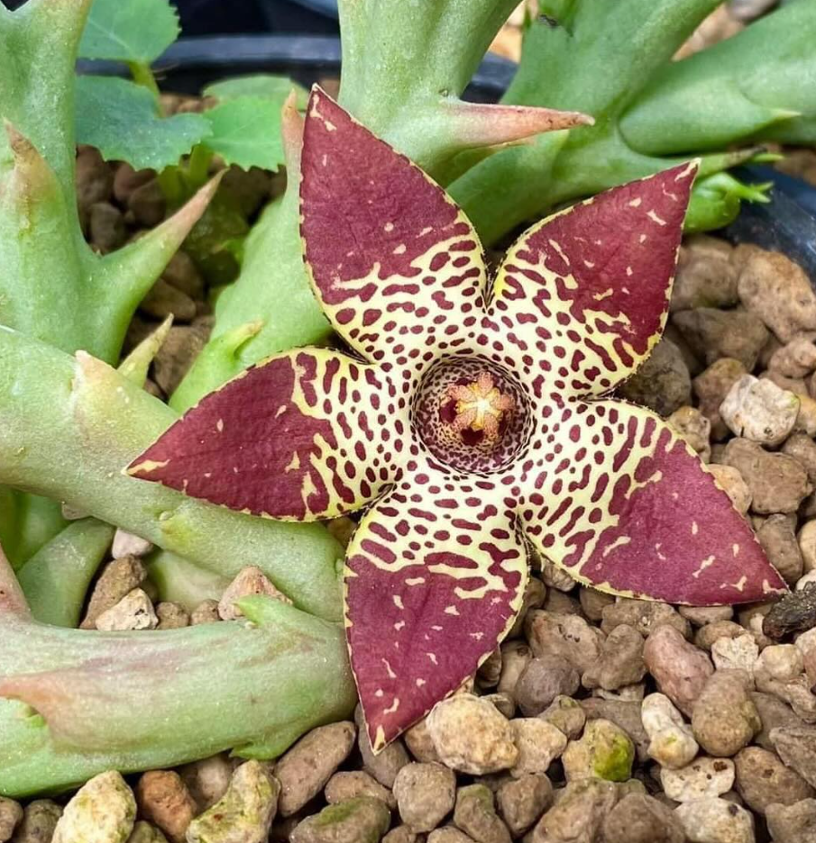 Orbea Longidens 6 Pieces Seeds