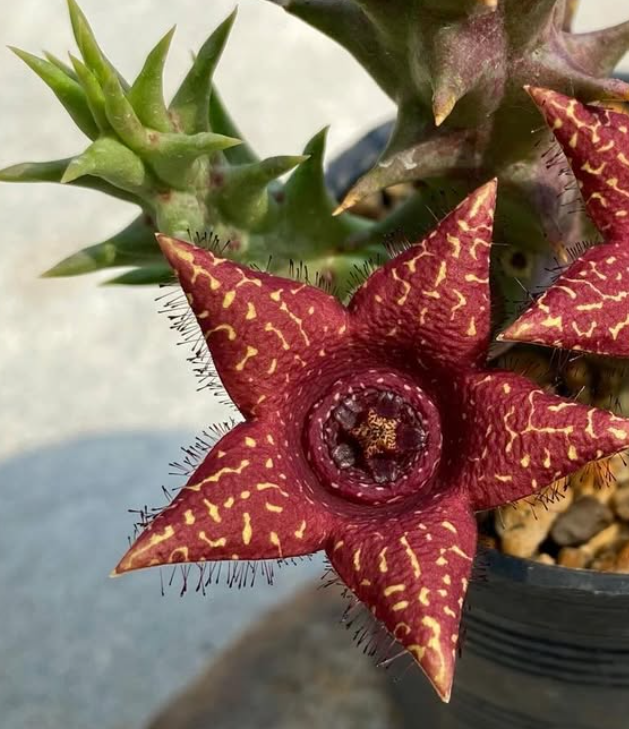 Luckhoffia beukmanii x Orbea woodii 5 Pieces seeds