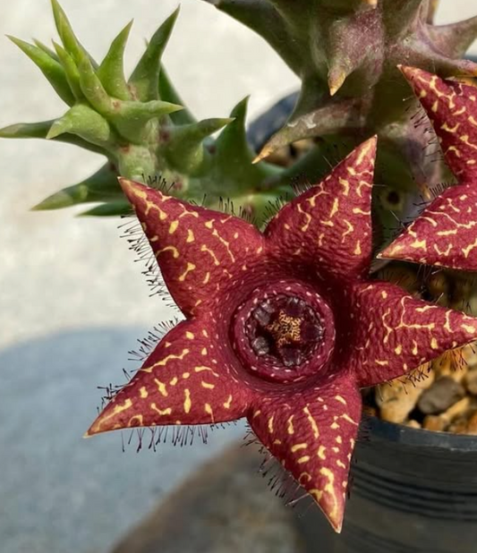 Luckhoffia beukmanii x Orbea woodii 5 Pieces seeds