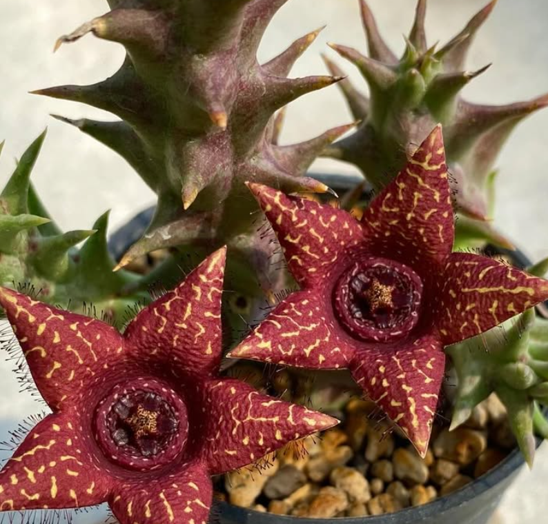 Luckhoffia beukmanii x Orbea woodii 5 Pieces seeds