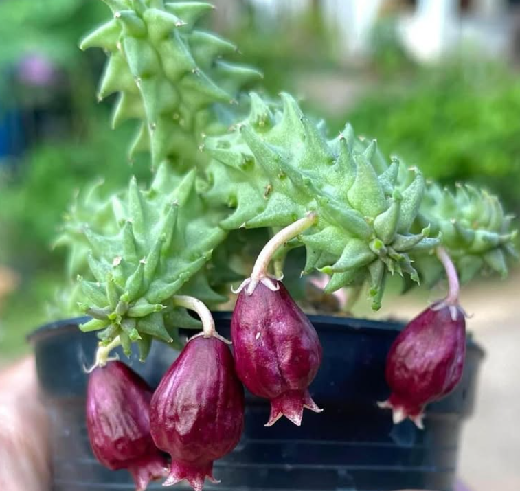 Echidnopsis ballyi 5 Pieces Seeds