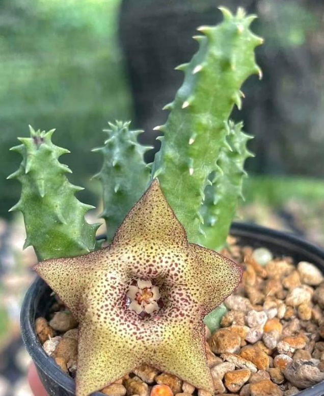 Huernia praestans 5 Pieces Seeds