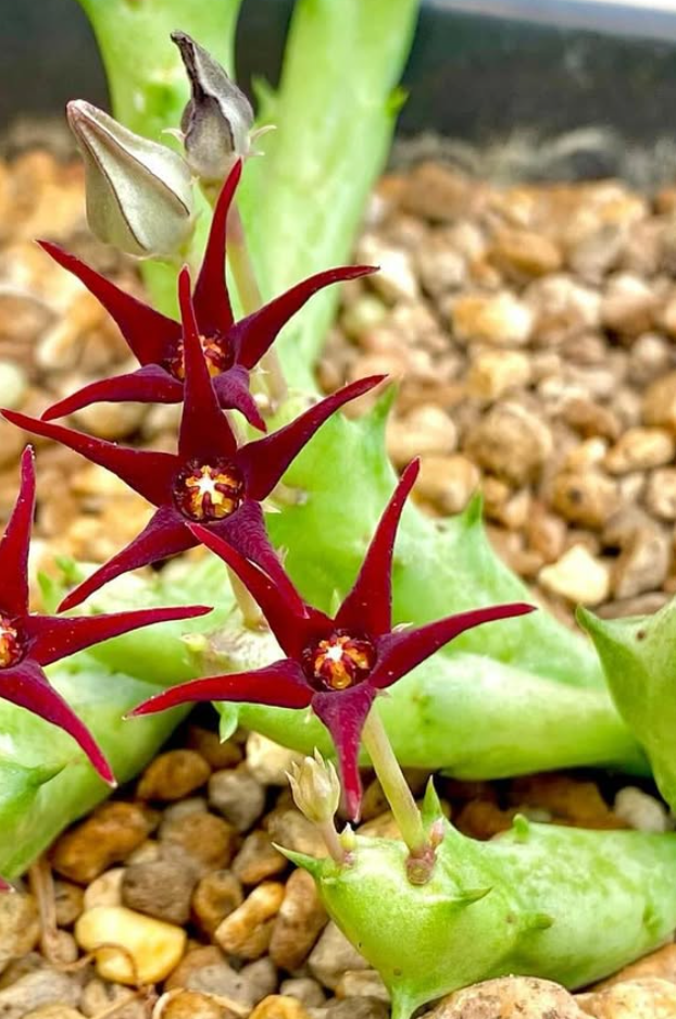 Orbea doddsiae 5 Pieces Seeds