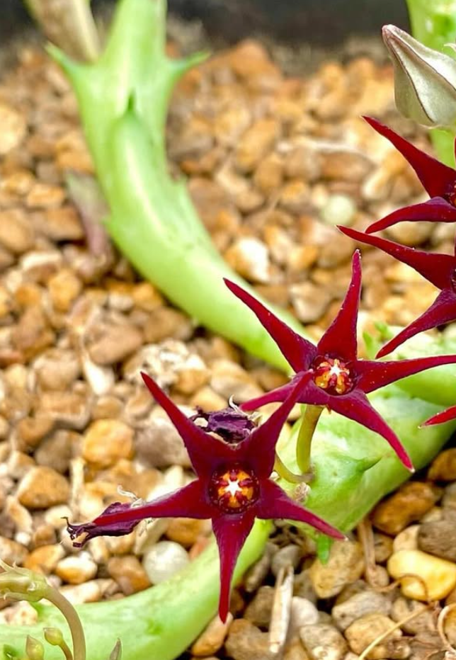 Orbea doddsiae 5 Pieces Seeds