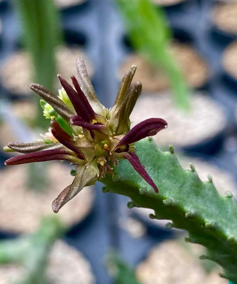 Apteranthes munbyana 5 Pieces Seeds