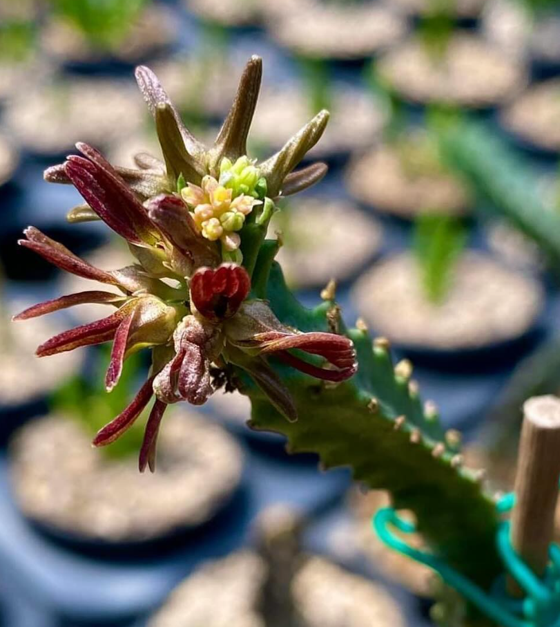 Apteranthes munbyana 5 Pieces Seeds