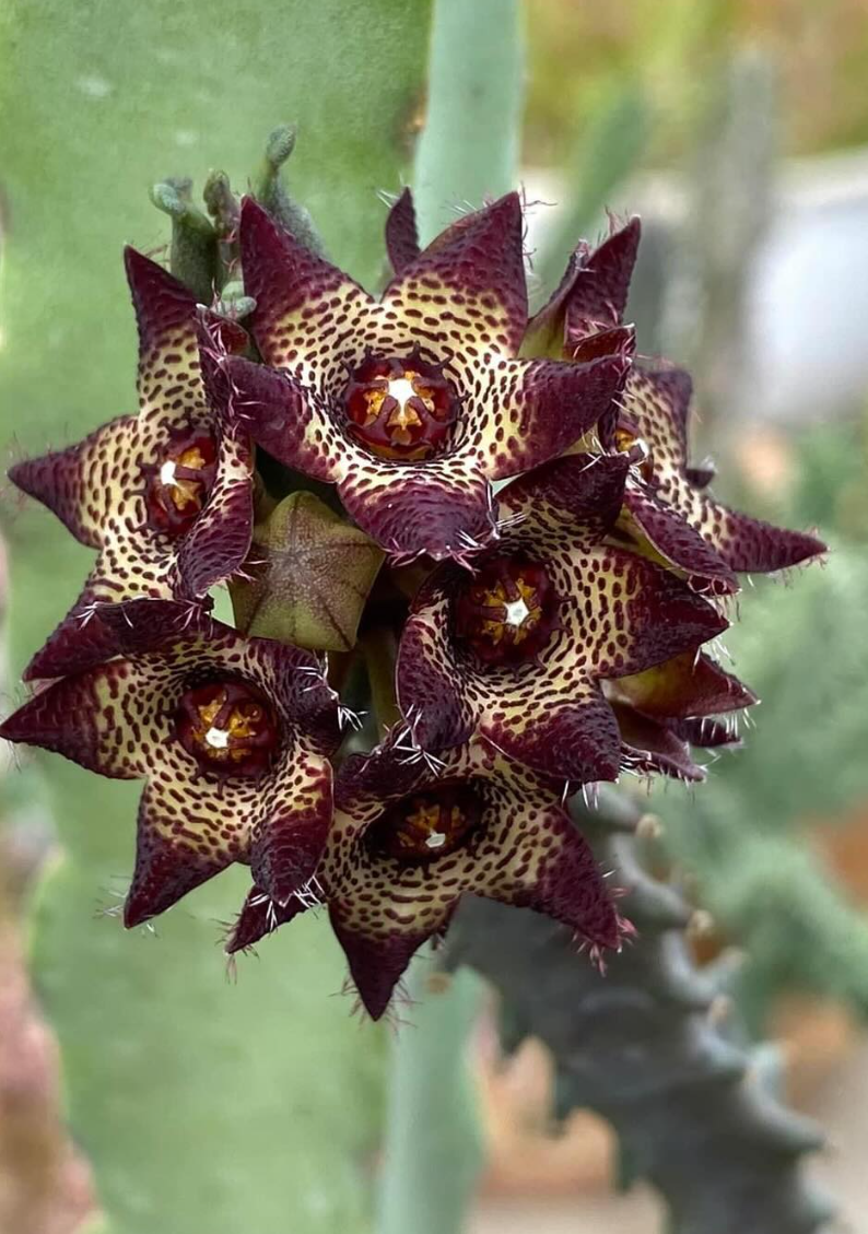 Apteranthes joannis 5 Pieces Seeds