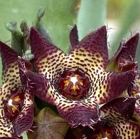 Apteranthes joannis 5 Pieces Seeds