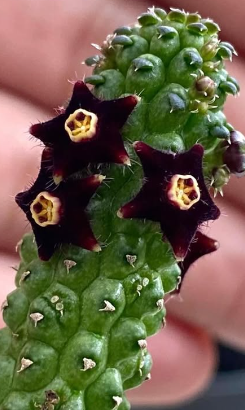 Echidnopsis sharpei 5 Pieces Seeds