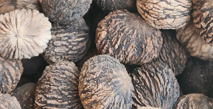 Juglans nigra ( black walnut ) 5 Pieces Seeds