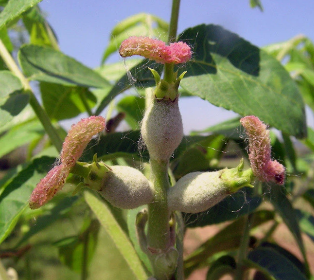 Juglans nigra ( black walnut ) 5 Pieces Seeds
