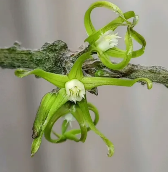 Cynanchum marnierianum 5 Pieces Seeds