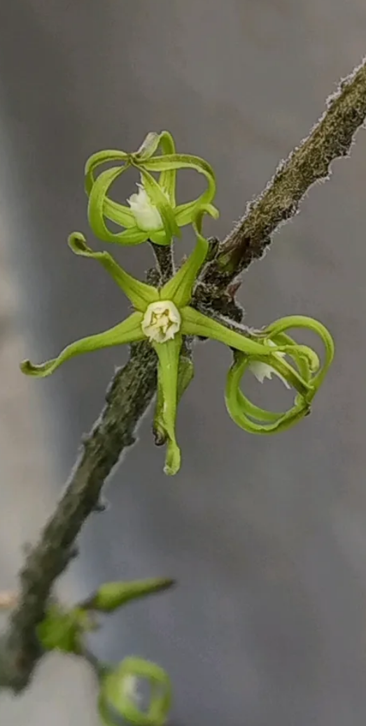Cynanchum marnierianum 5 Pieces Seeds