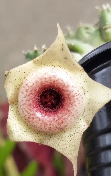Huernia Salpicon 5 Pieces Seeds