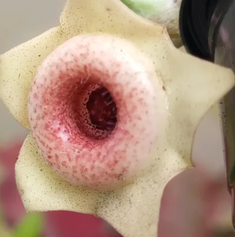 Huernia Salpicon 5 Pieces Seeds