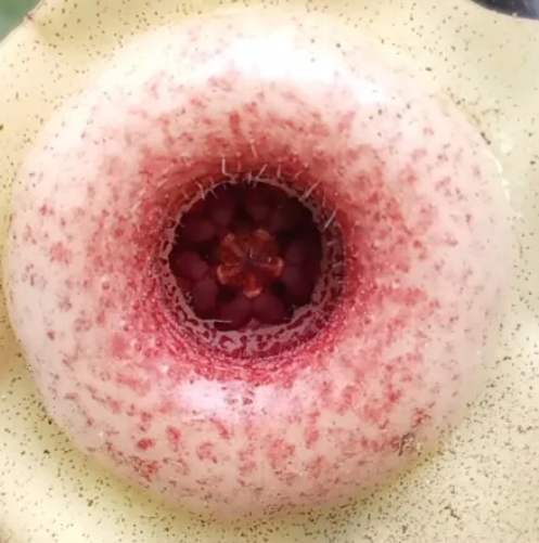 Huernia Salpicon 5 Pieces Seeds