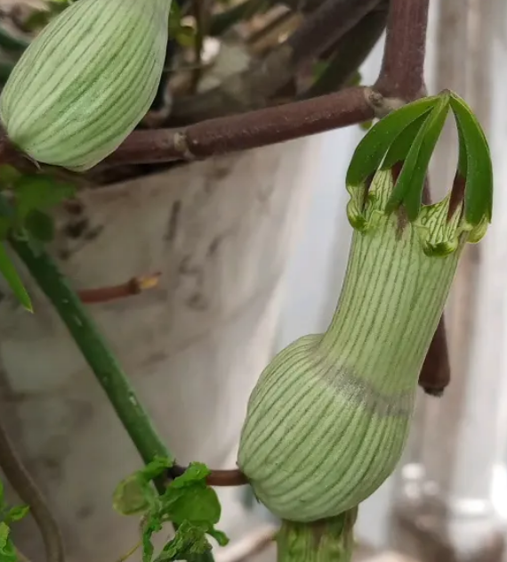 Ceropegia ampliata 5 Pieces Seeds