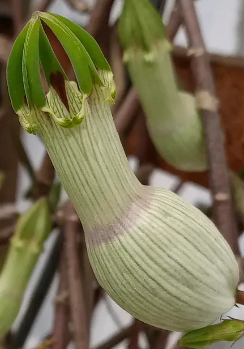 Ceropegia ampliata 5 Pieces Seeds
