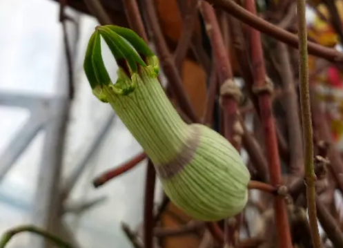 Ceropegia ampliata 5 Pieces Seeds