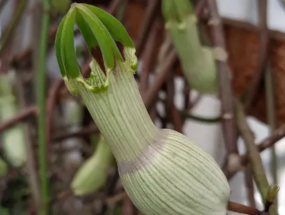 Ceropegia ampliata 5 Pieces Seeds