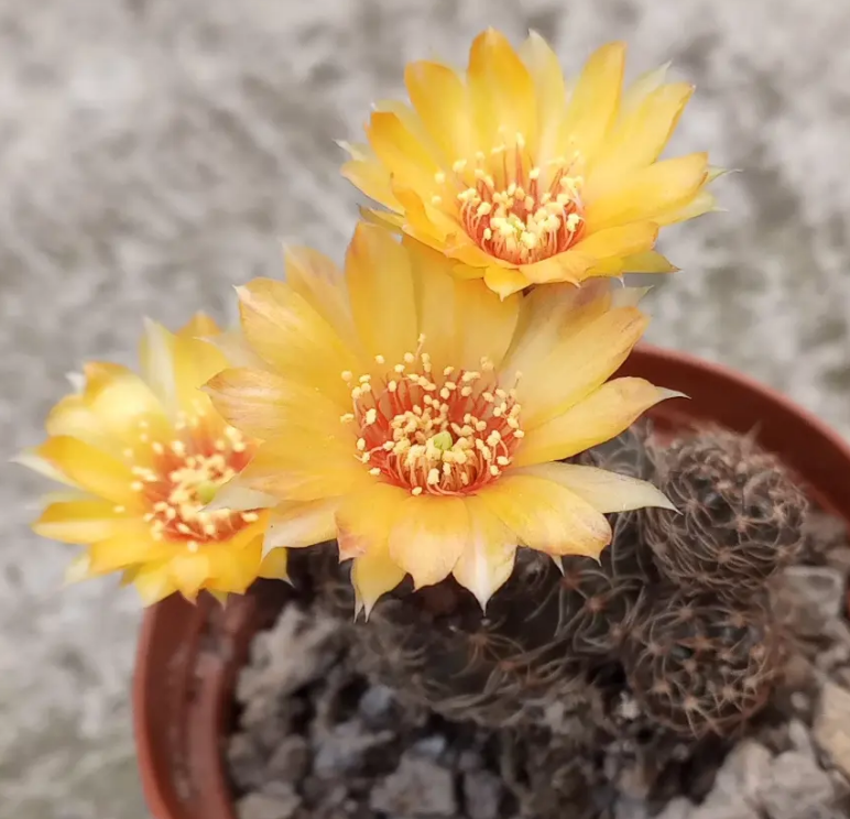Echinopsis ancistrophora ssp. arachnacantha 10 Pieces Seeds