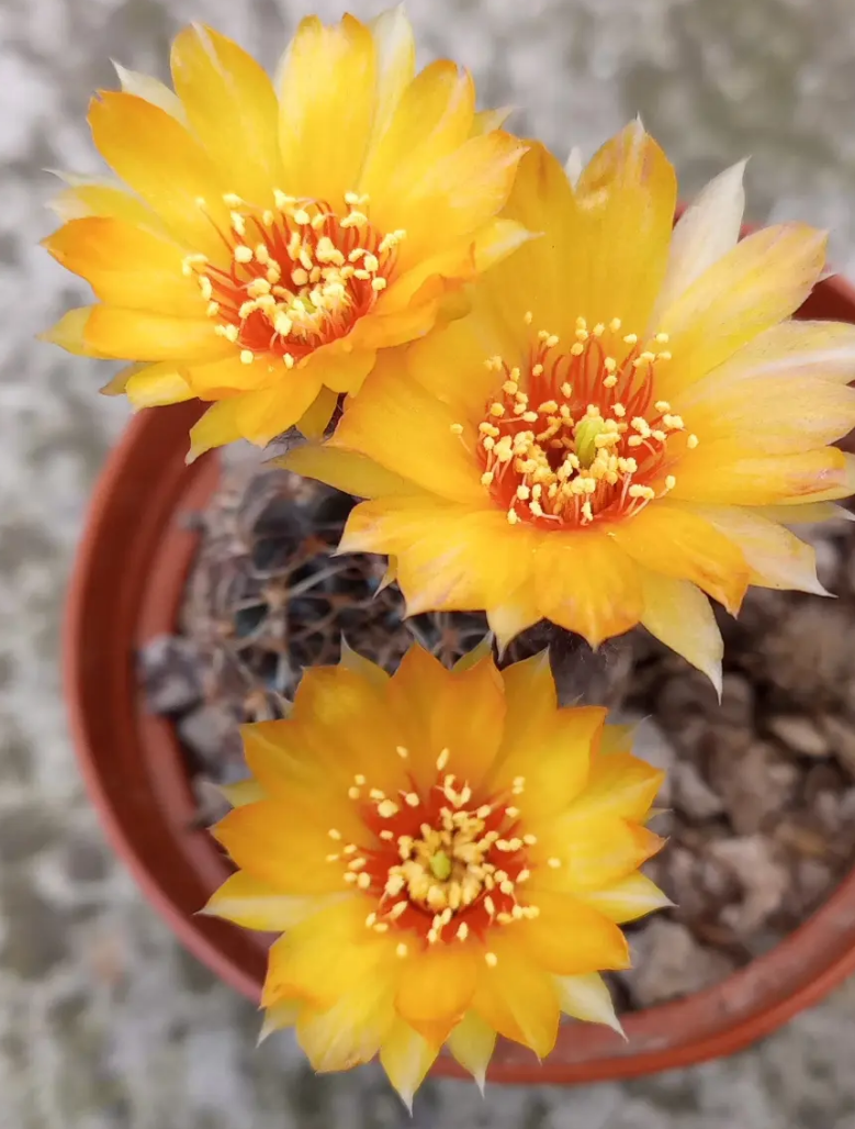 Echinopsis ancistrophora ssp. arachnacantha 10 Pieces Seeds