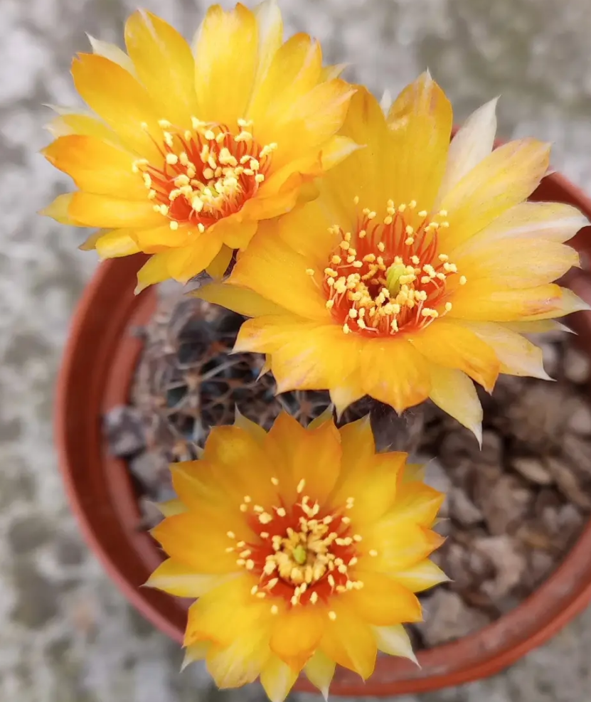 Echinopsis ancistrophora ssp. arachnacantha 10 Pieces Seeds