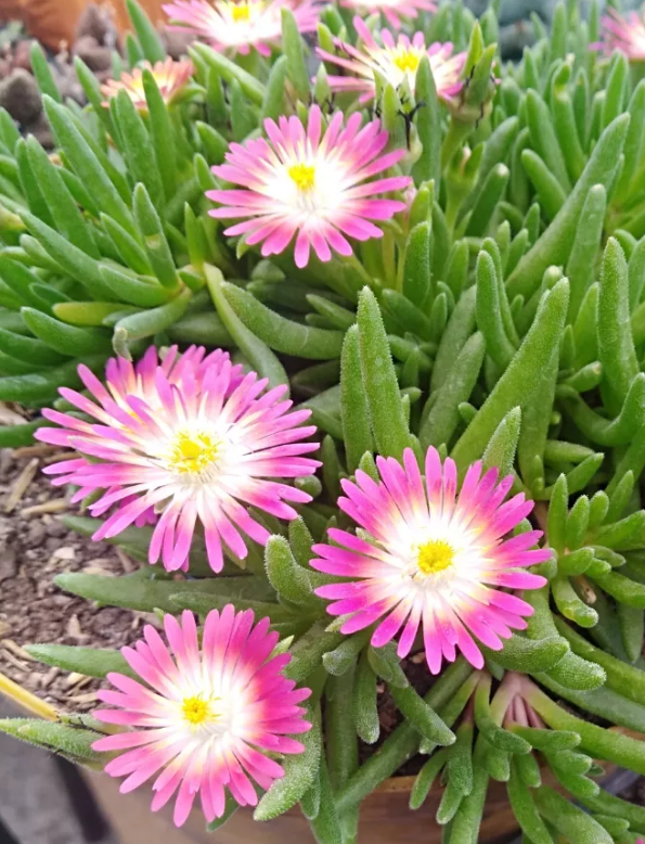 Delosperma dyeri 'Red Mountain Ice' 10 Pieces Seeds