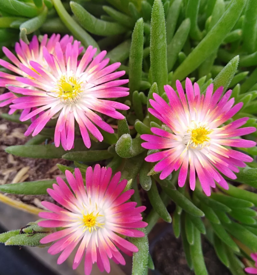 Delosperma dyeri 'Red Mountain Ice' 10 Pieces Seeds