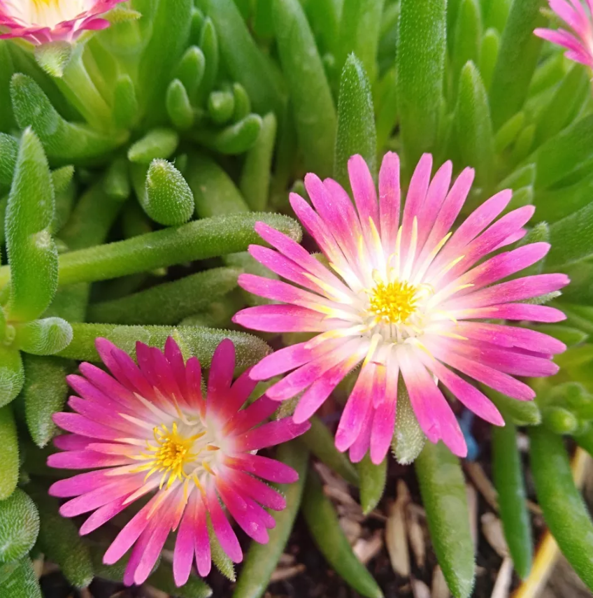 Delosperma dyeri 'Red Mountain Ice' 10 Pieces Seeds