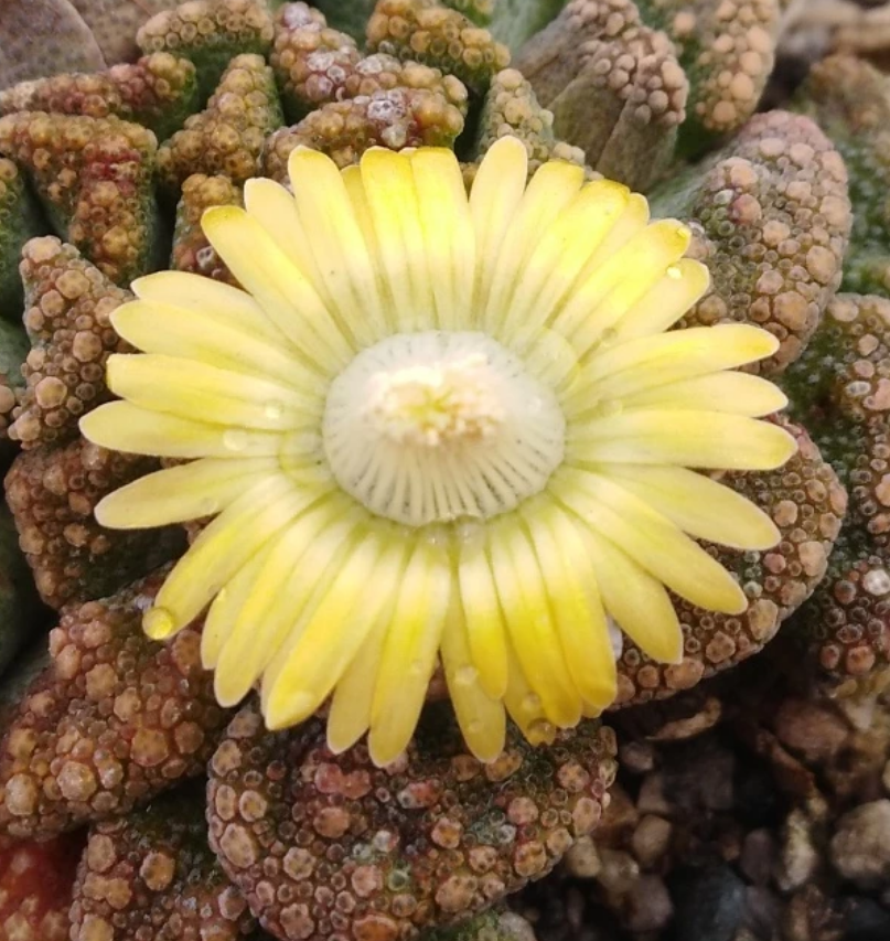 Titanopsis calcarea 10 Pieces Seeds