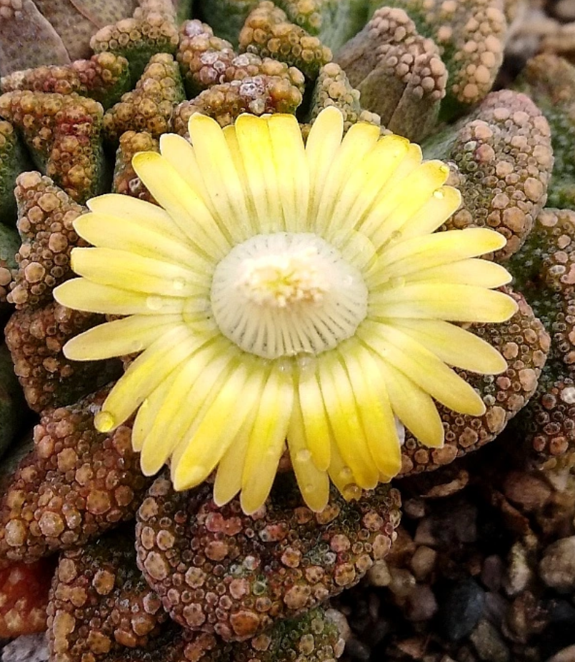 Titanopsis calcarea 10 Pieces Seeds