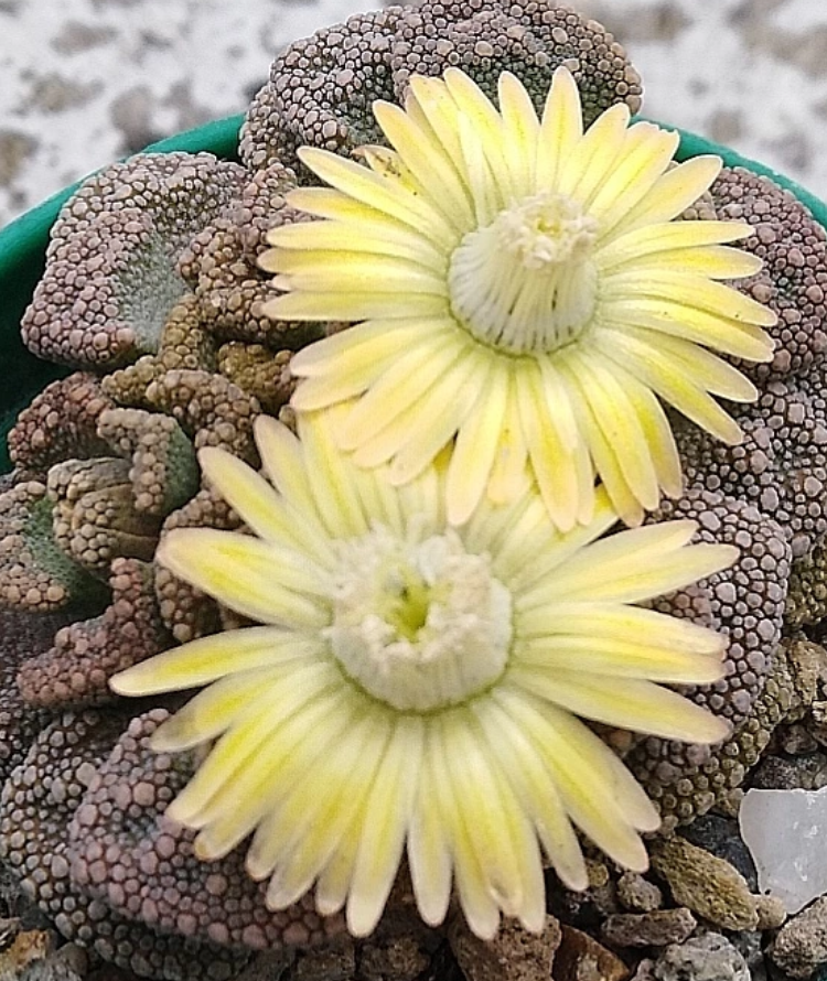 Titanopsis calcarea 10 Pieces Seeds