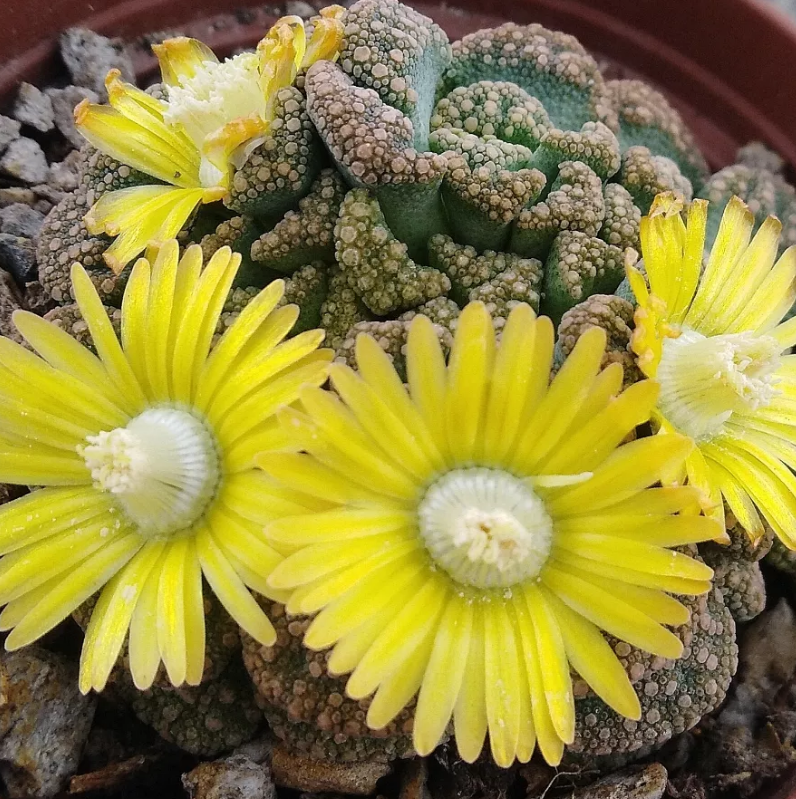 Titanopsis calcarea 10 Pieces Seeds