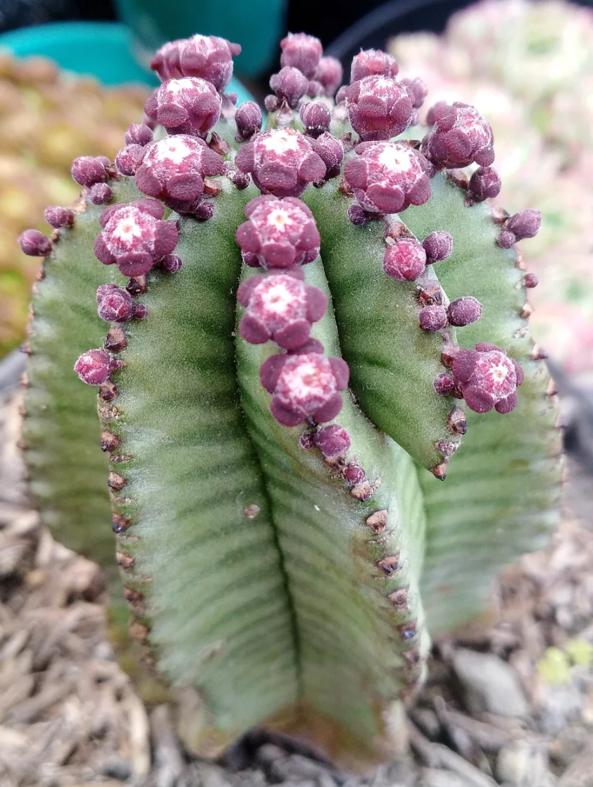 Euphorbia anoplia 8 Pieces Seeds