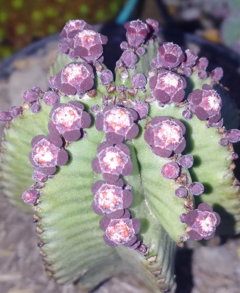 Euphorbia anoplia 8 Pieces Seeds