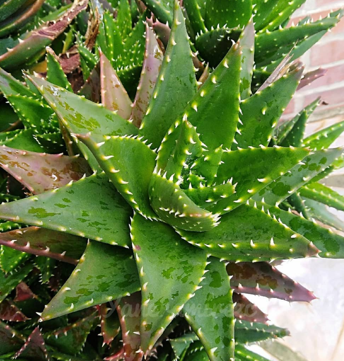 Aloe mitriformis 15 Pieces Seeds