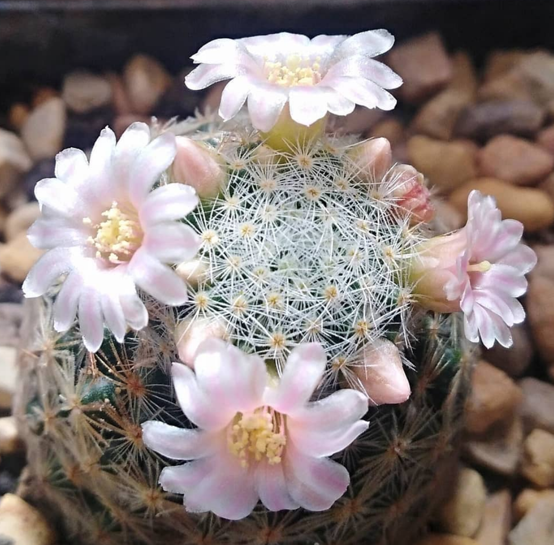 Mammillaria schiedeana ssp. giselae 15 Pieces Seeds