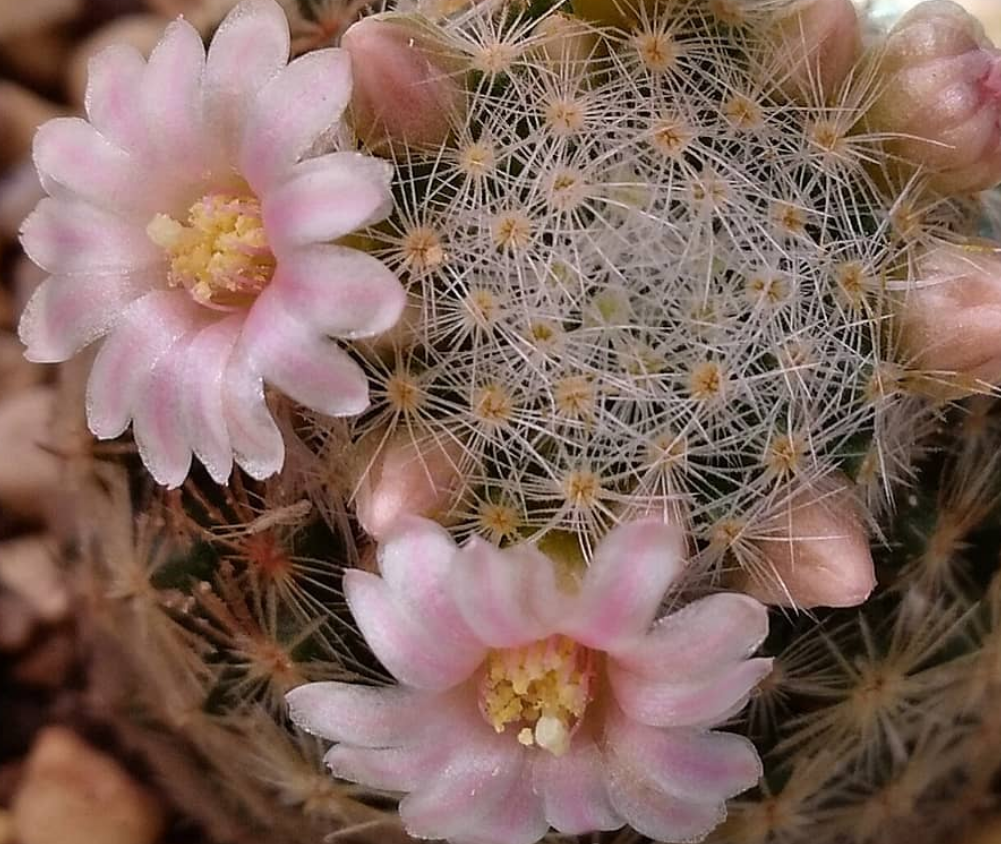 Mammillaria schiedeana ssp. giselae 15 Pieces Seeds