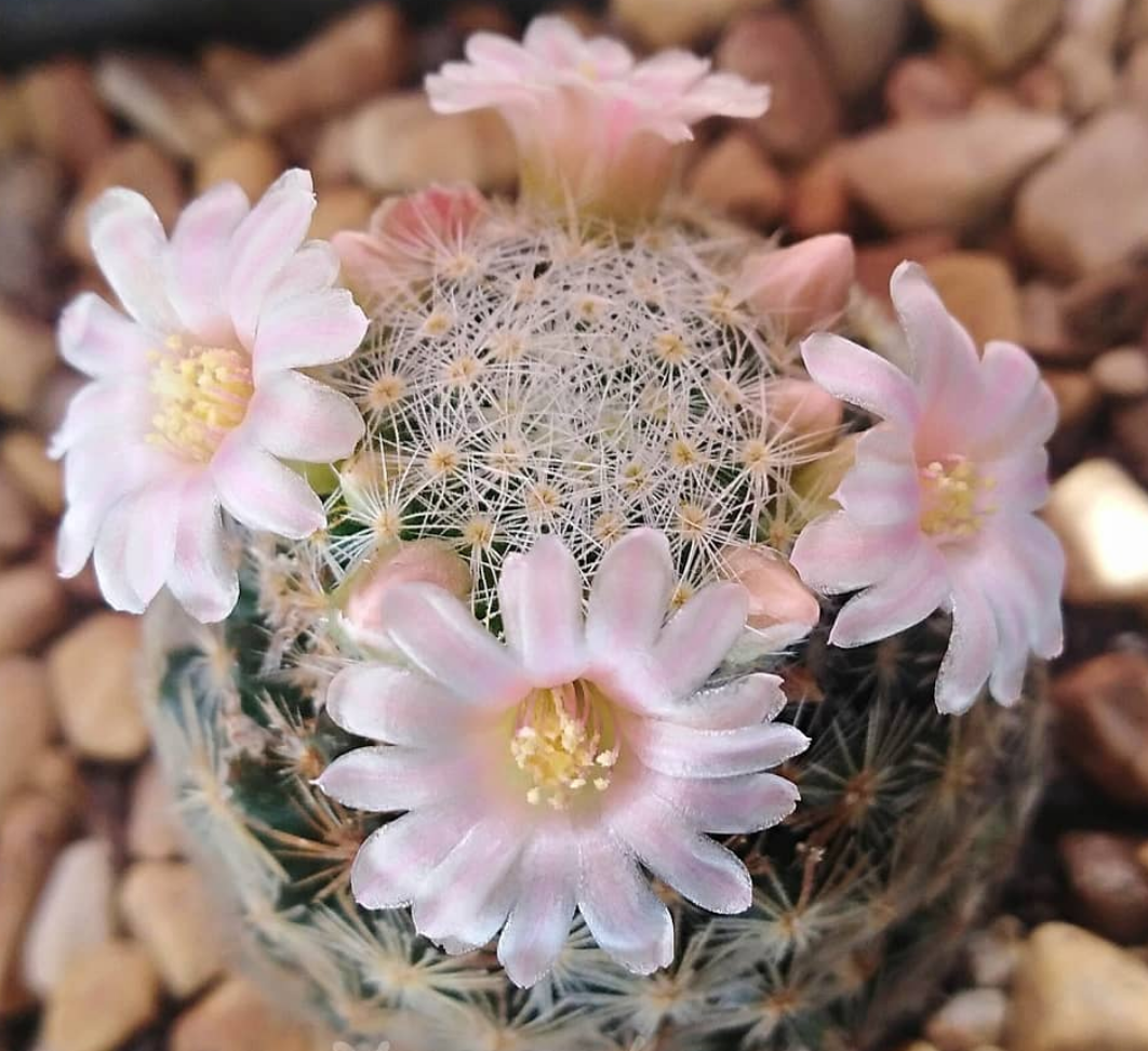 Mammillaria schiedeana ssp. giselae 15 Pieces Seeds