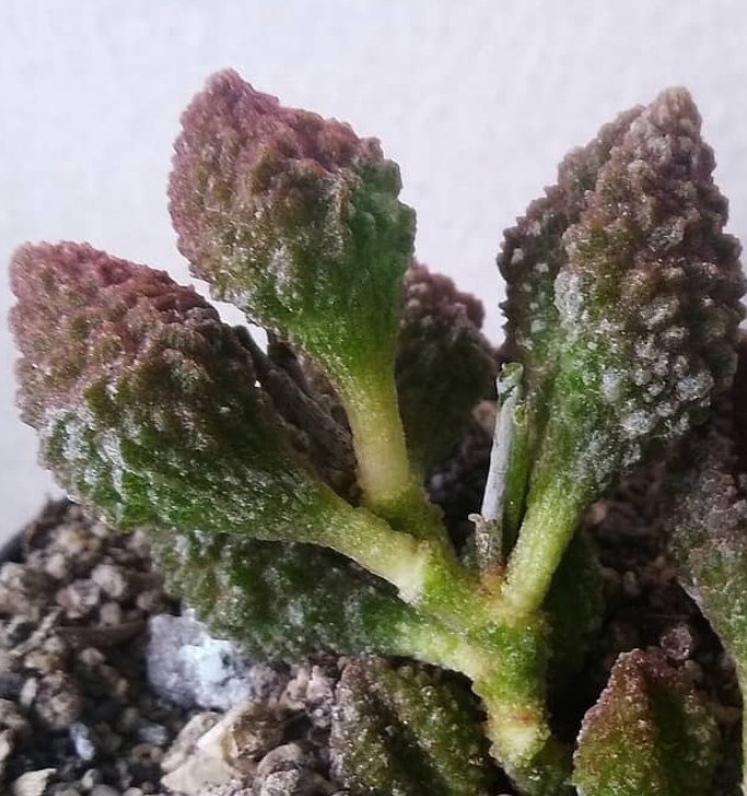 Adromischus marianae var. herrei 'Coffe Bean' 10 Pieces Seeds