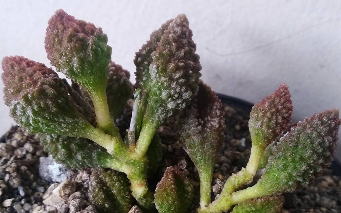 Adromischus marianae var. herrei 'Coffe Bean' 10 Pieces Seeds