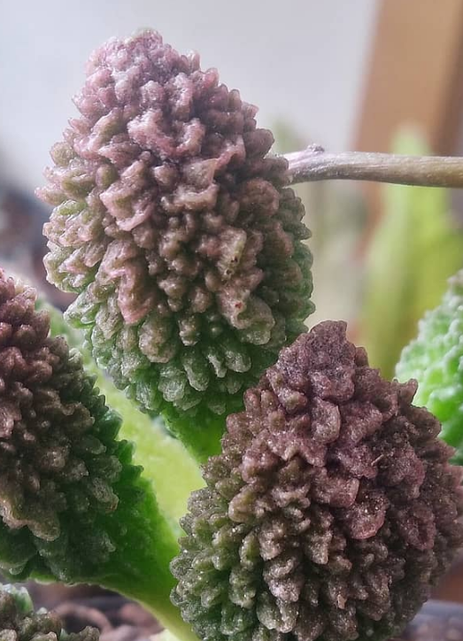 Adromischus marianae var. herrei 'Red Coral' 10 Pieces Seeds