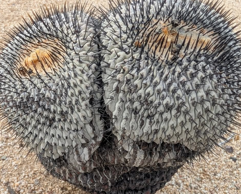 Copiapoa cinerea var. columna-alba 10 Pieces Seeds