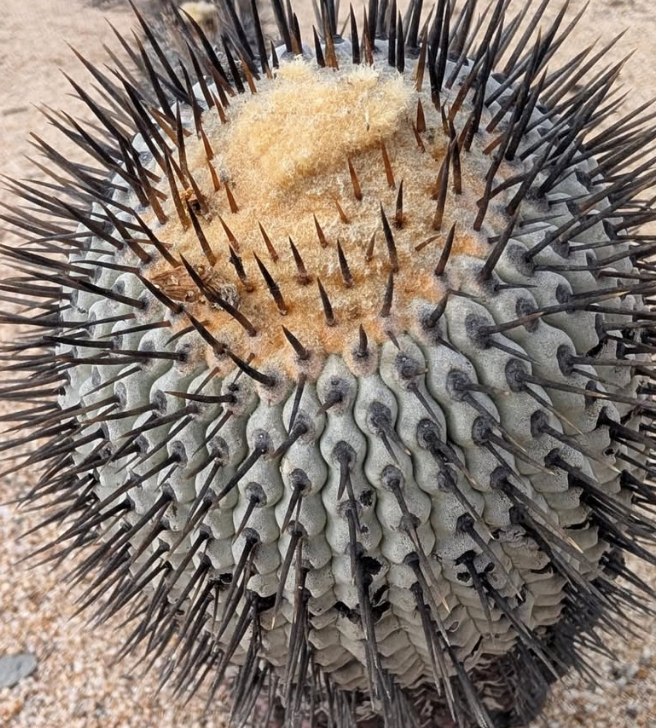 Copiapoa cinerea var. columna-alba 10 Pieces Seeds