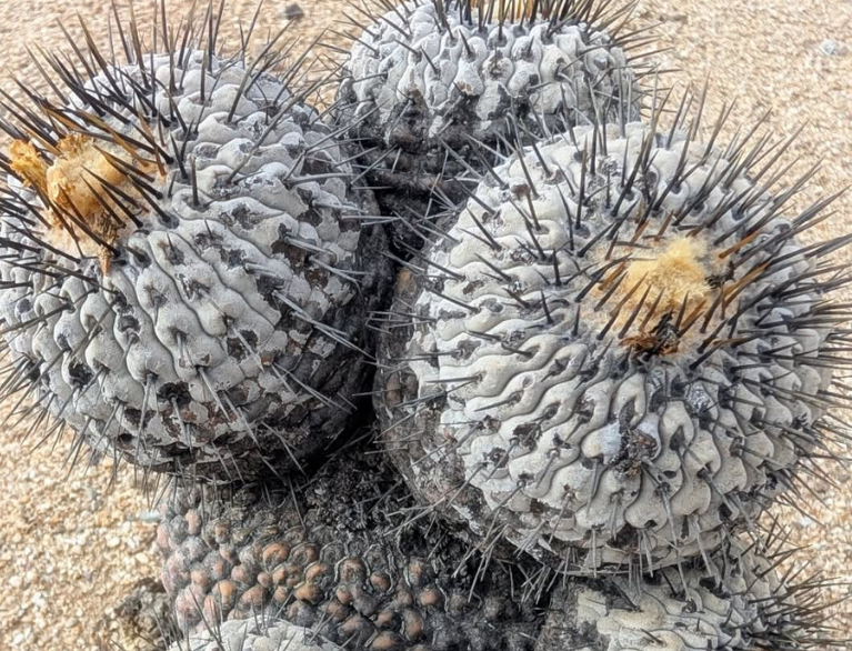 Copiapoa cinerea var. columna-alba 10 Pieces Seeds