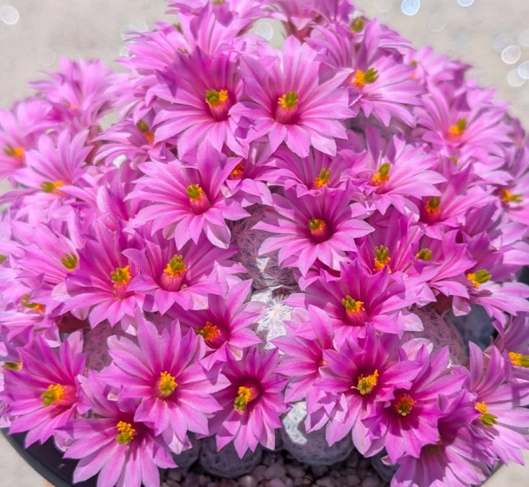 Mammillaria herrerae 15 Pieces Seeds