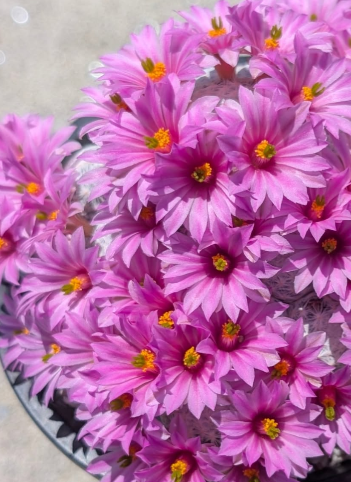 Mammillaria herrerae 15 Pieces Seeds